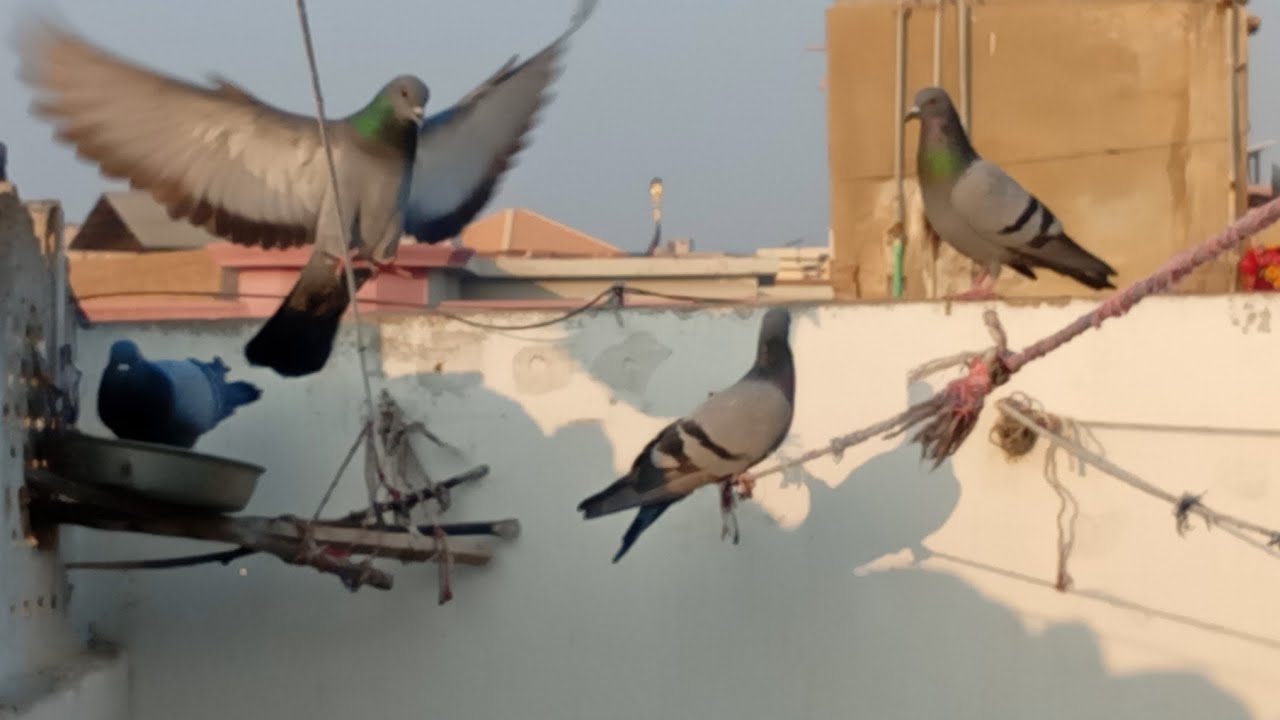 New Series. S1 E27. Birds 🐦 activity on our roof top Friday 06.02.2026.