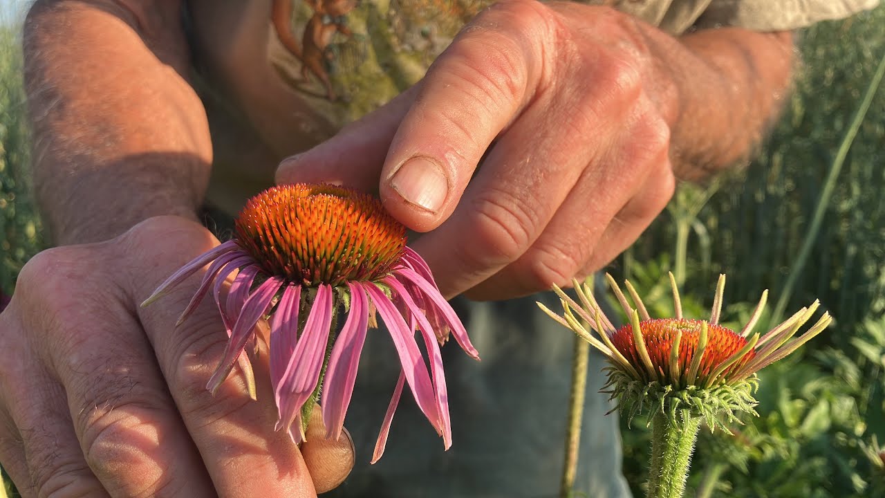 Echinacea purpurea - How to grow and harvest