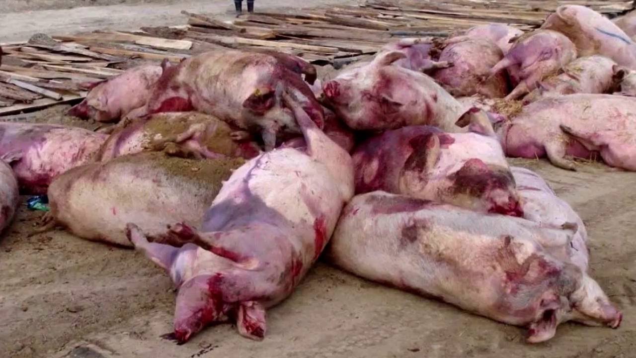 Afrykański pomór świń (ASF) - zasady ochrony świń przed chorobą