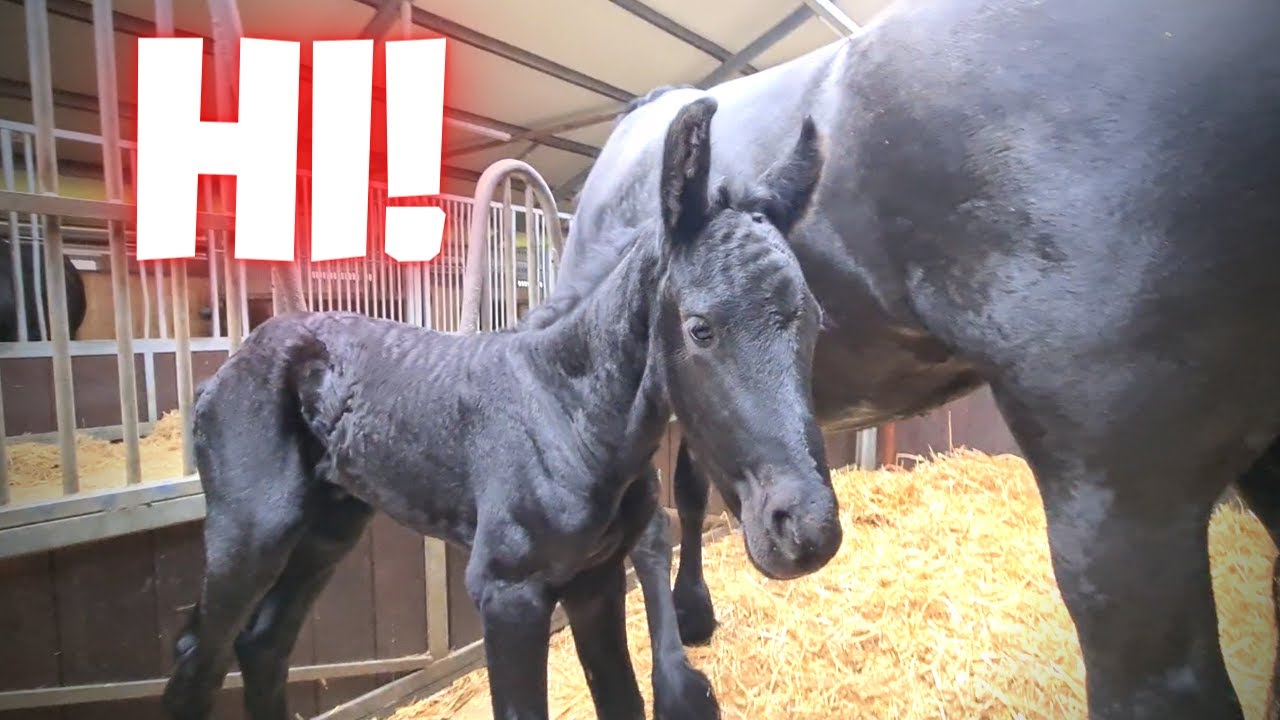 Along all horses and foals. Reina was just born | Friesian Horses