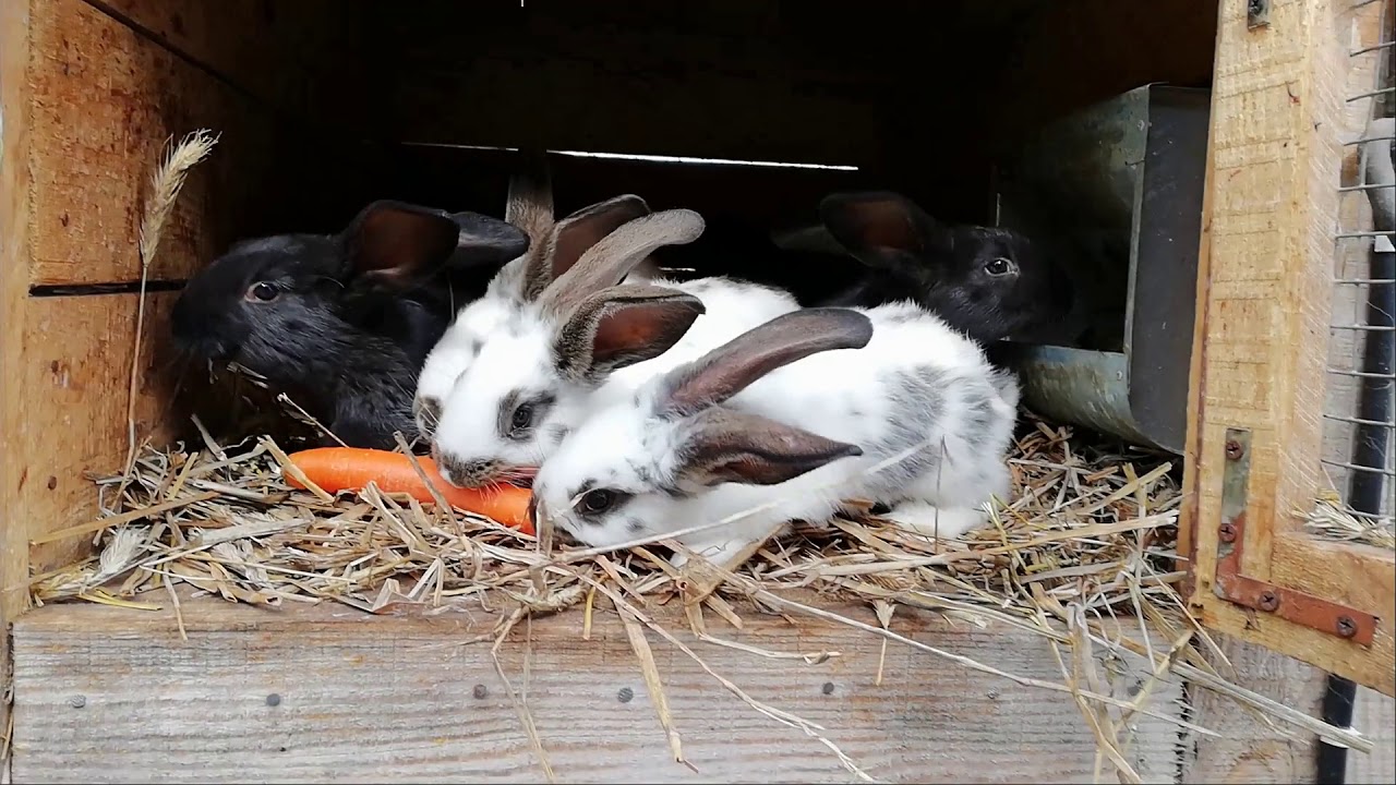 Hodowla królików - Co nowego + odsadzanie młodych :)