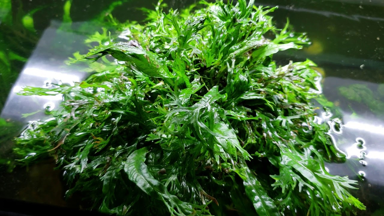 Java Fern Windelov For Sale After My Water Change