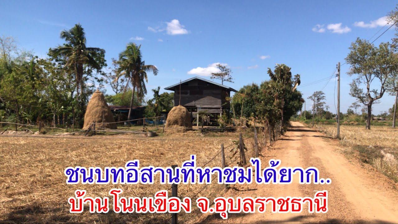 ชนบทอีสาน | บรรยากาศที่หาชมได้ยาก บ้านโนนเขือง ต.นาโพธิ์ อ.บุณฑริก จ.อุบลราชธานี