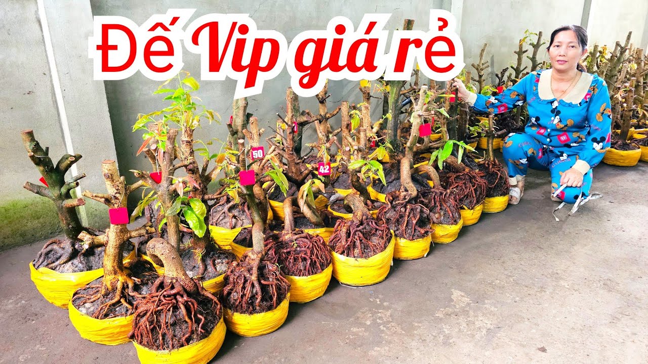 Thủy 📲 0823700129 Đế Vip Mai Giảo Thủ Đức giá rẻ 27/2 Chợ Gạo (@MaivàngQuêdừa)