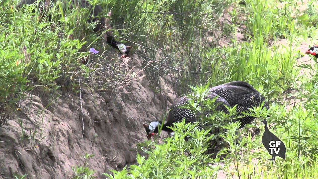 Season 3 | Episode 4 ... Guinea Fowl Keets everywhere!