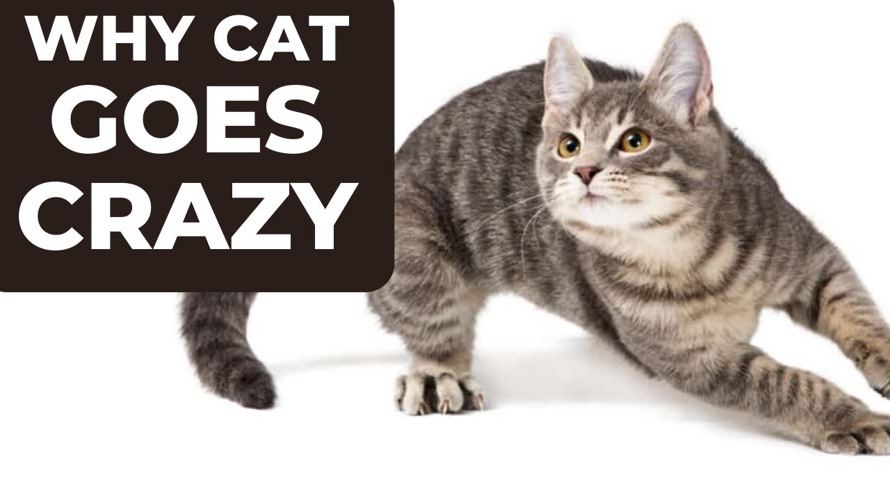 Why Your Cat Suddenly Goes Crazy. Cat's zoomies