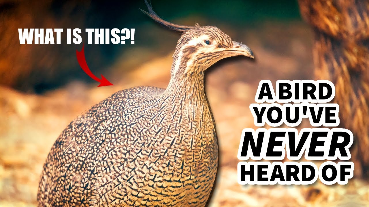 Tinamou Facts: a BIRD you've NEVER HEARD OF | Animal Fact Files
