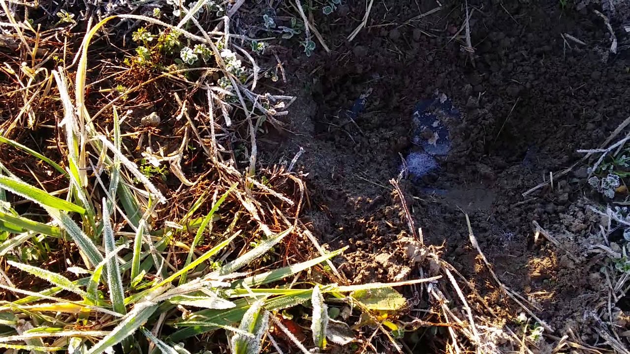 The answer to trap bedding.