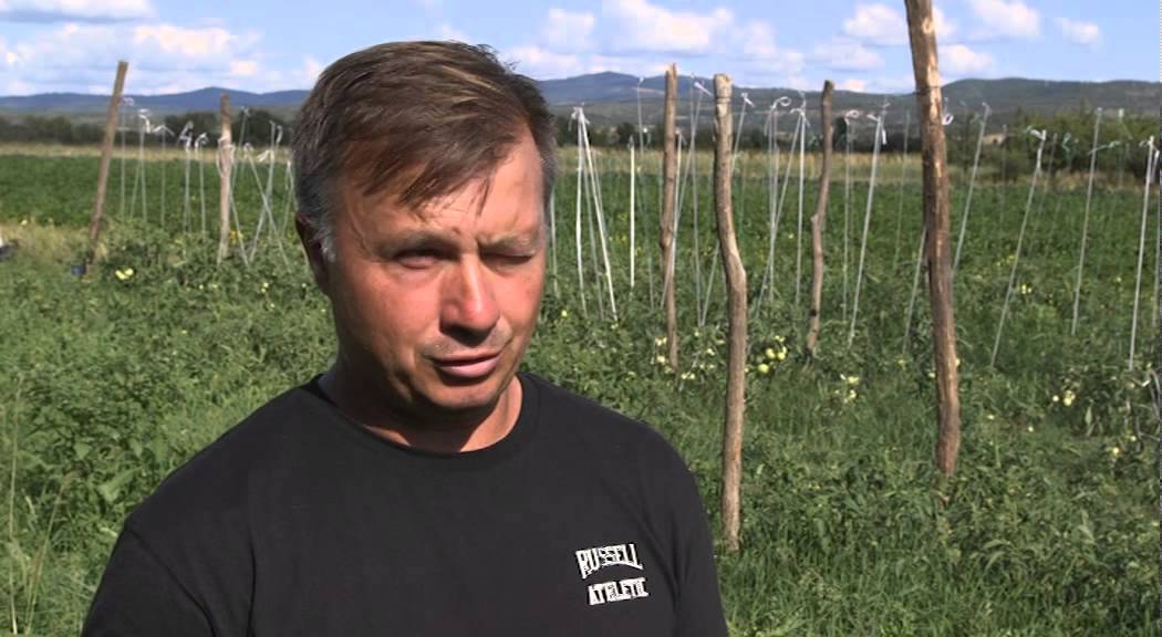 Proizvodnja povrca na otvorenom u selu Gornji Ristovac   U nasem ataru 608