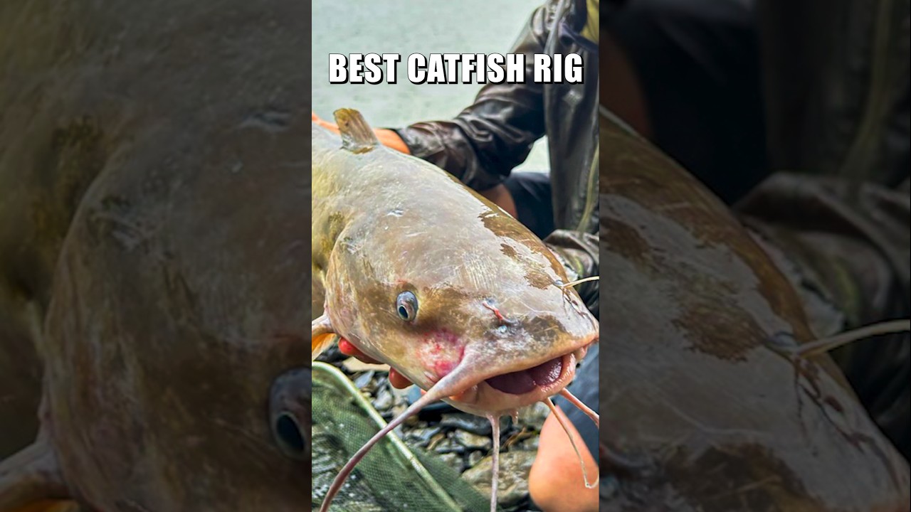 This Catfish Rig Feels Like Cheating