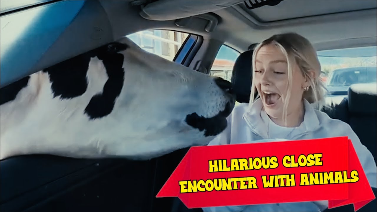 Unforgettable Animal Encounters | When Animals Surprise Us in the Funniest Ways