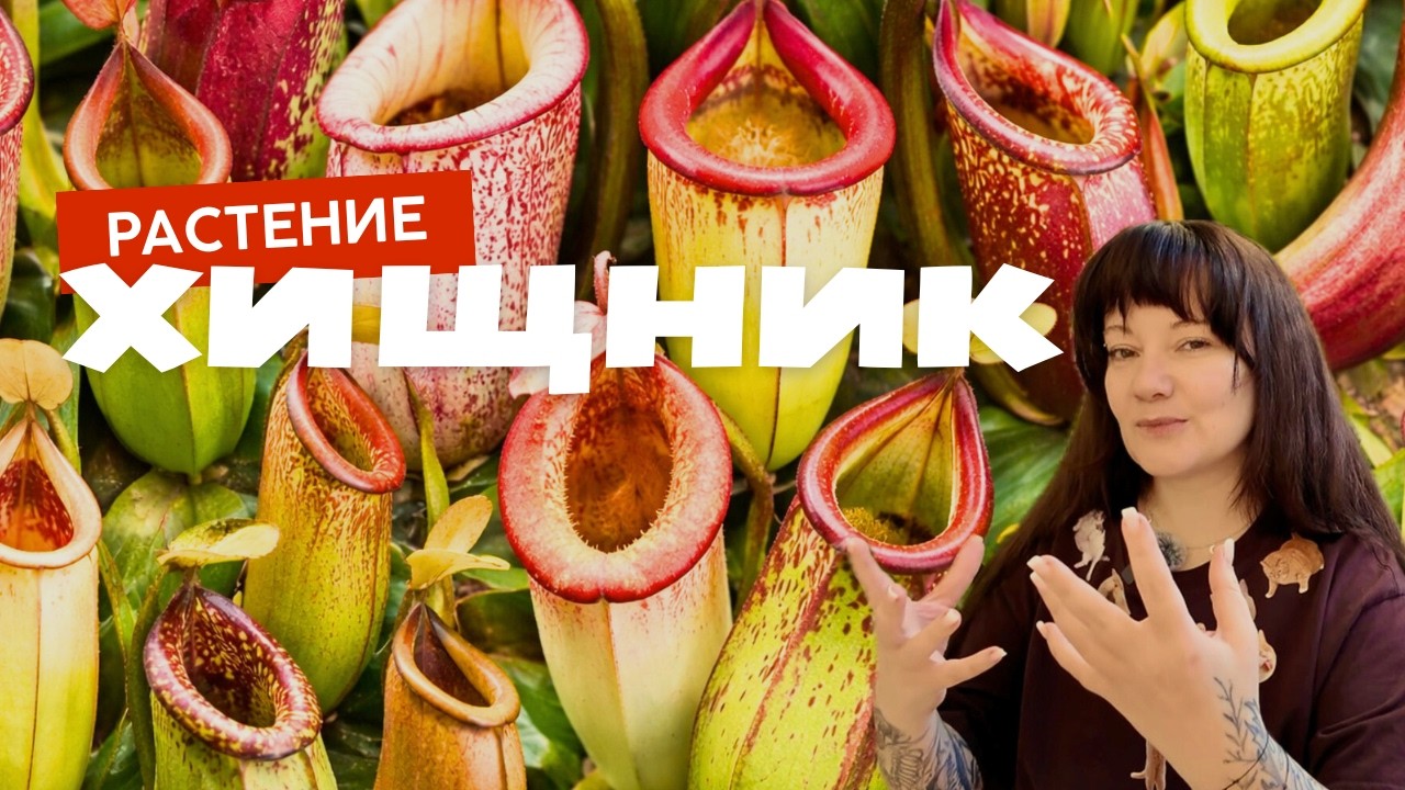 Пересаживаю НЕПЕНТЕСЫ и рассказываю про УХОД, содержание и секретики хищных растений