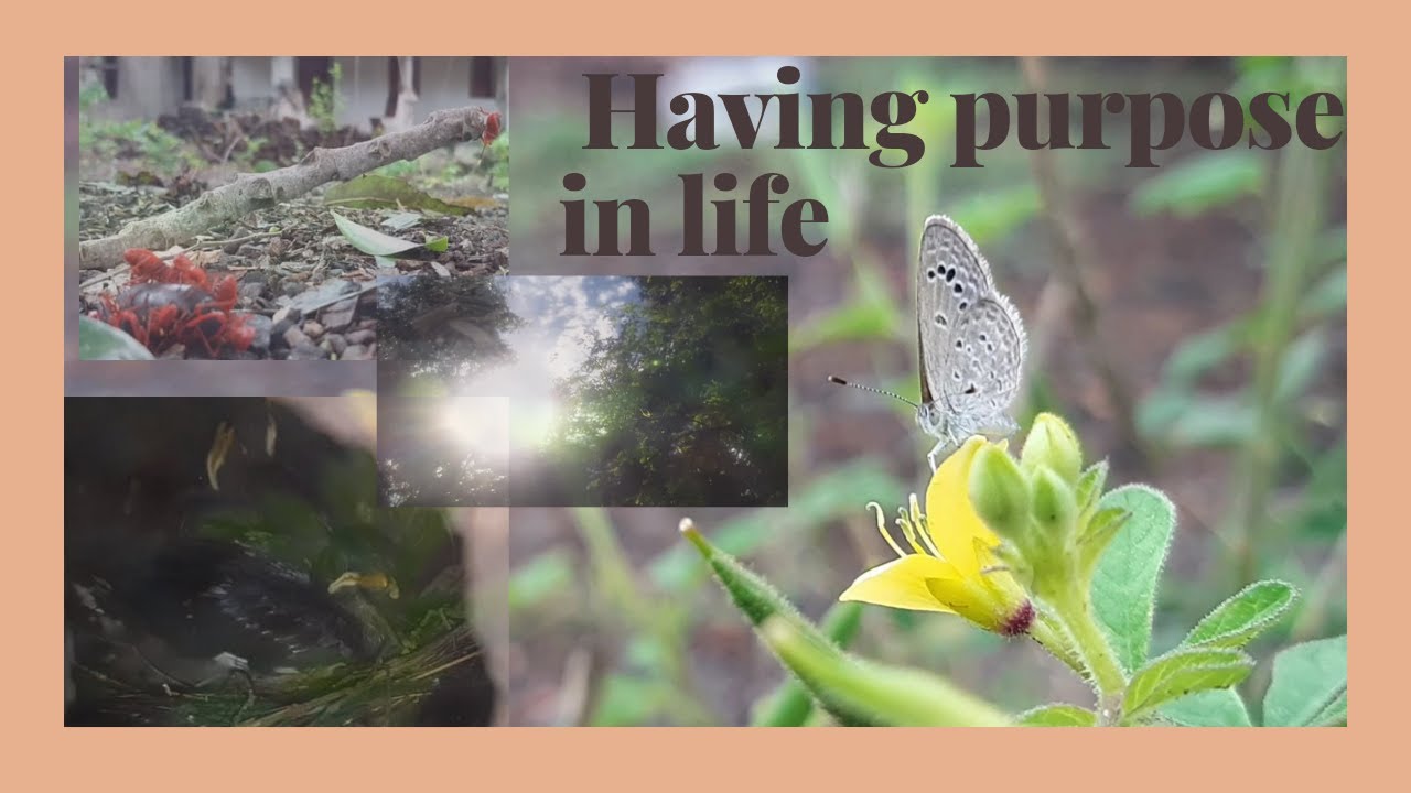 Having purpose in life