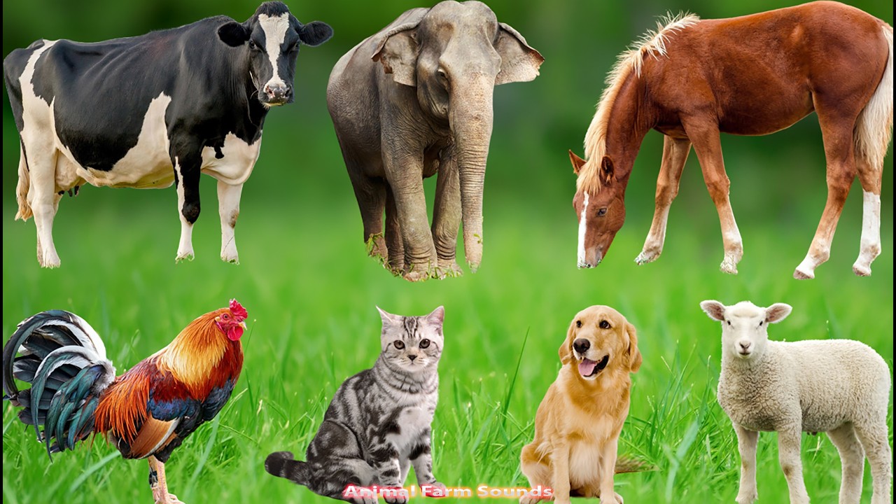 Cute Farm Animals: Buffalo, Dog, Parrot, Sheep, Goat, Cow, Chicken, Rabbit, Pig, Duck – Animal Video
