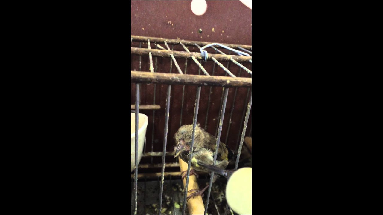 cria de jilguero dando de comer a sus hermanos