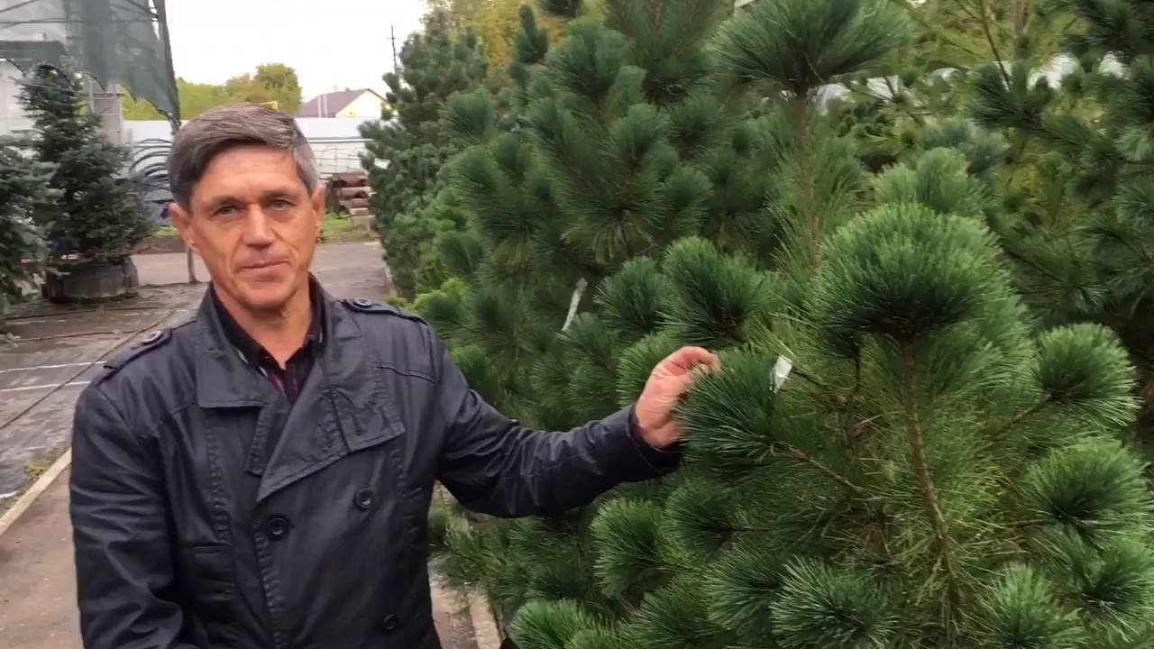 Сосна румелийская и сосна веймутова