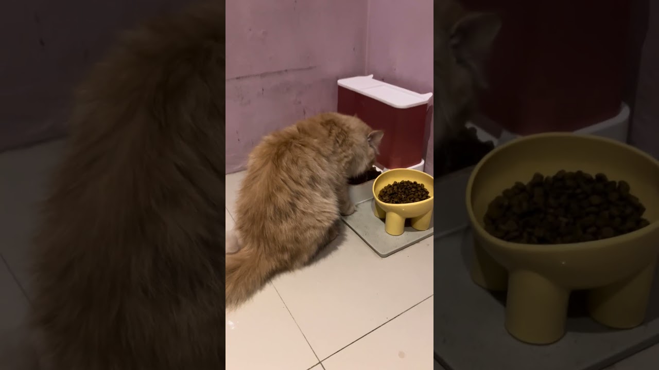Kucing Persia Makan Lahap | ASMR Cat Eating