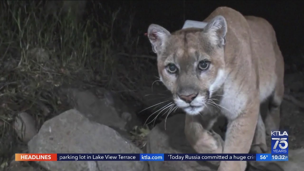 Famed mountain lion P-22 spotted in Silver Lake