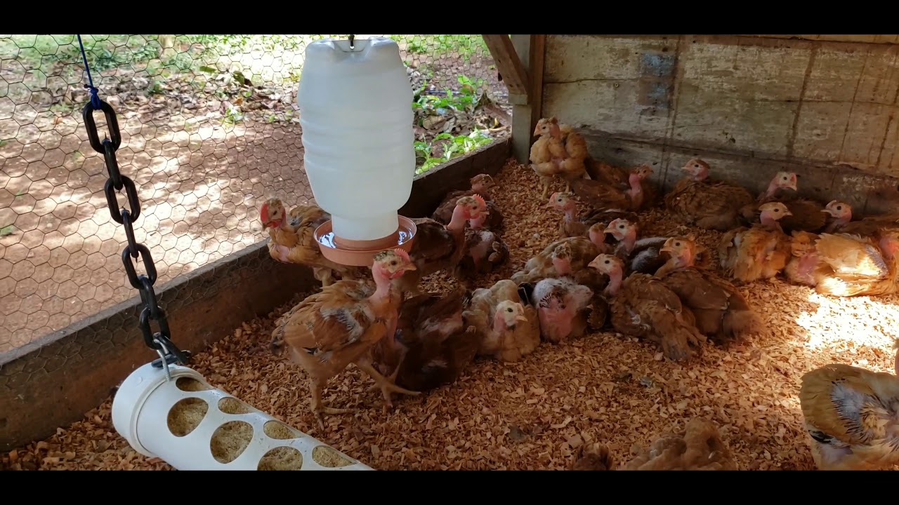 CRIAT&Oacute;RIO AVES SAUD&Aacute;VEIS  Com Novos V&iacute;deos 2019