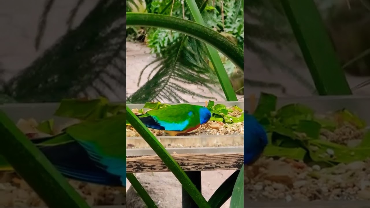 Scarlet Chested #parrot