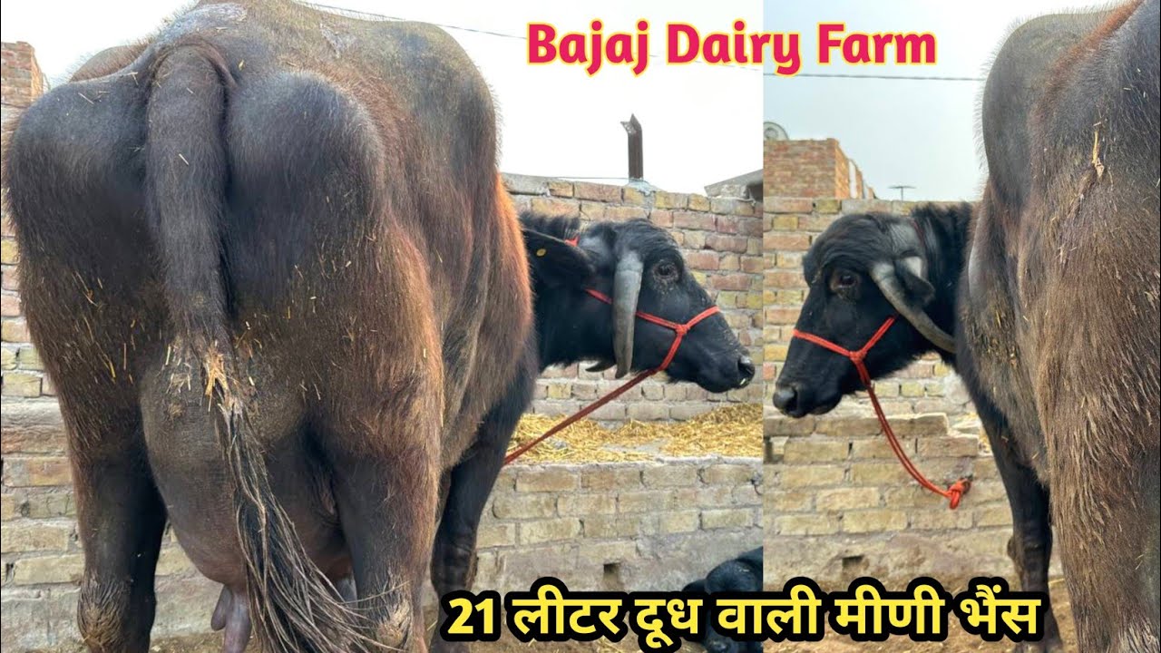 🔥 21 लीटर दूध वाली मीणी भैंस लो आज।👍 5 भैंसे बिकाऊ दूध 14 से 21 लीटर। बजाज डेयरी फार्म