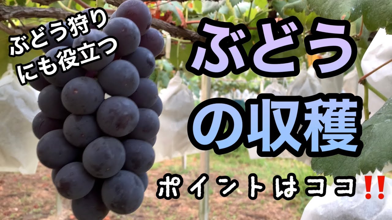 ぶどうの収穫〜ポイントを抑えて美味しいぶどうを収穫しよう〜林ぶどう園 2021-10-02