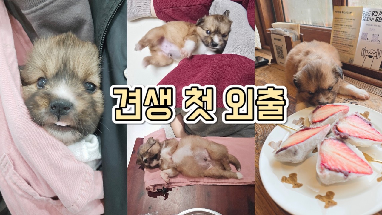 레아가족임보일기#6ㅣ태어난지 40일만에 첫외출, 조금씩 엄마와 헤어지는 연습ㅣ1인가구 유기견 임시보호
