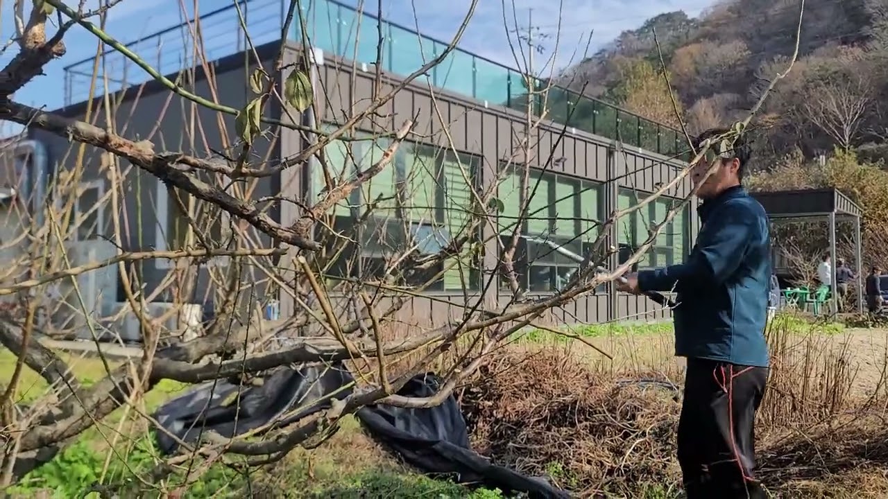 매실 신지식명장의 일본제 ARS 고지전동가위 매실전지작업  시연