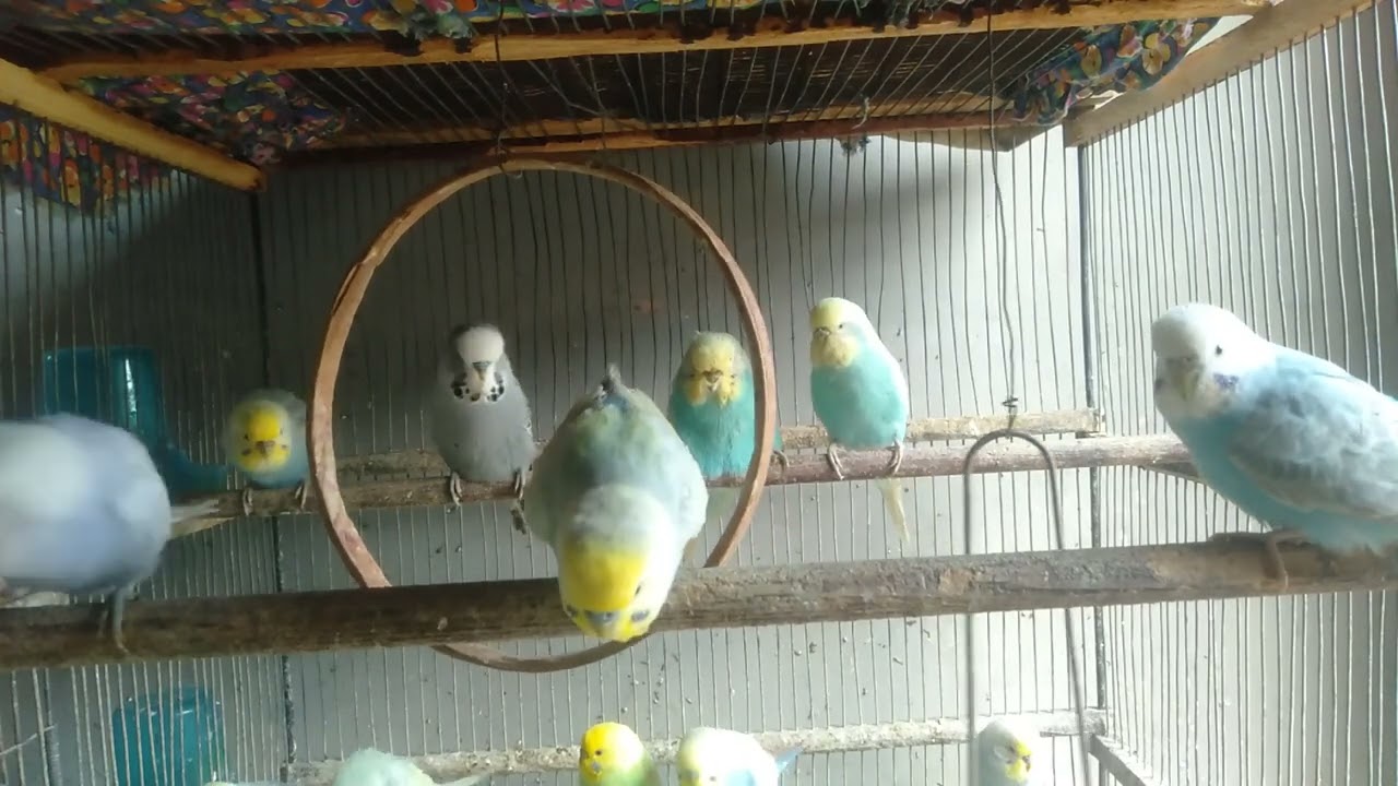 🥰 Cute Funny Budgies Living a Peaceful Life 