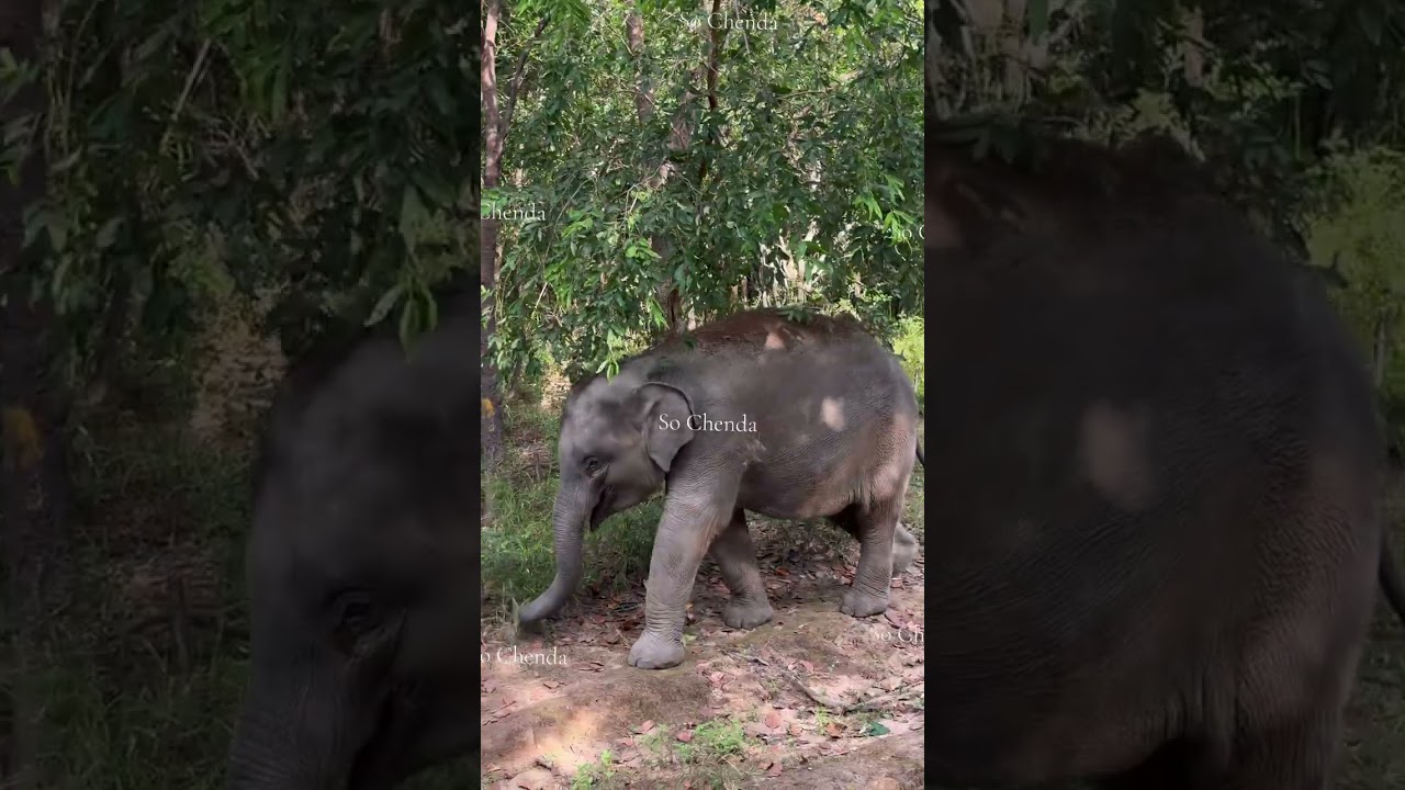 ក្បាលខូចទាំងពីរលំផាត់ និងចាណាម, lomphat and chanam.