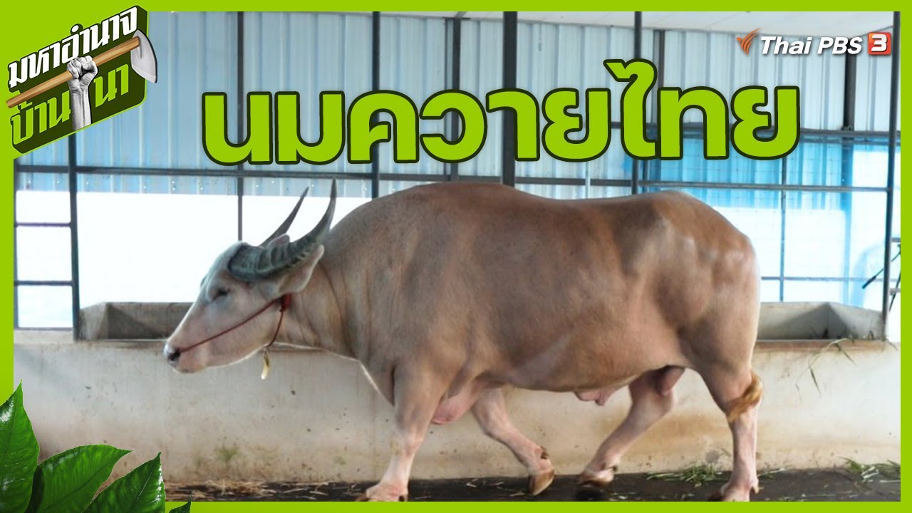 นมควายไทย ชาตินี้ต้องลอง : มหาอำนาจบ้านนา