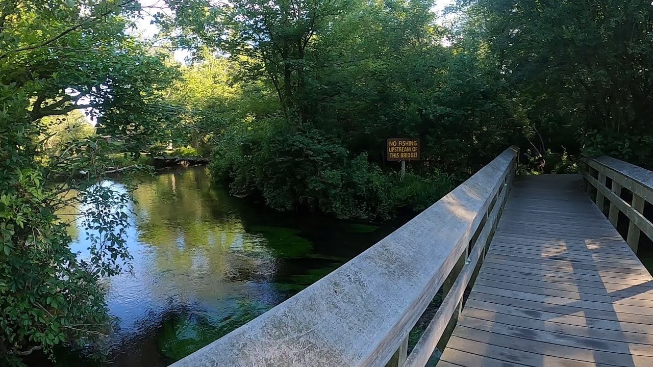 First time on the Connetquot River! Long Island trout fishing