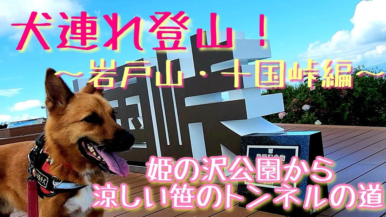 【犬連れ登山！】岩戸山・十国峠編。姫の沢公園から涼しい笹のトンネルの道！