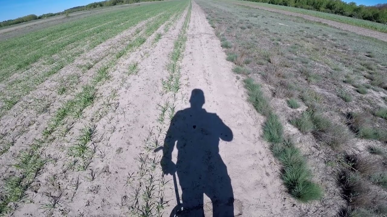 36# Owies na nowych polach czy ma to sens?