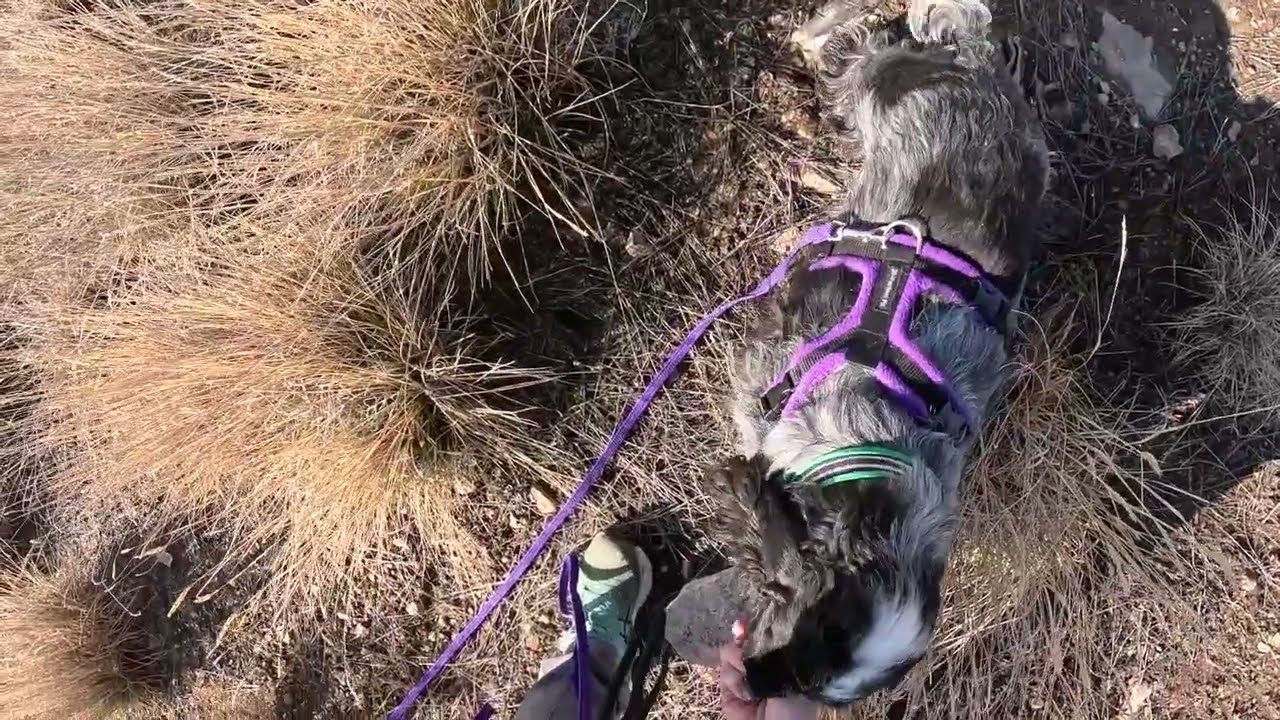 Aerie 394 yard track