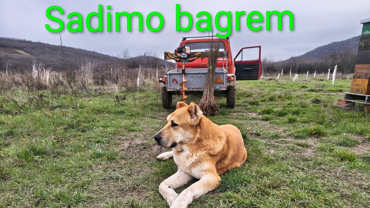 Sadimo bagrem, opet