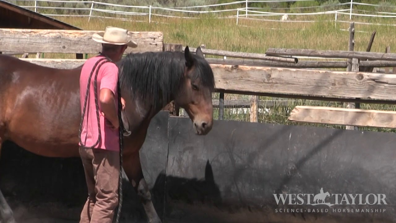 Основы дрессировки лошадей: обучение трудно поимке лошадей - 10-летний BLM Mustang. Невозможное и...