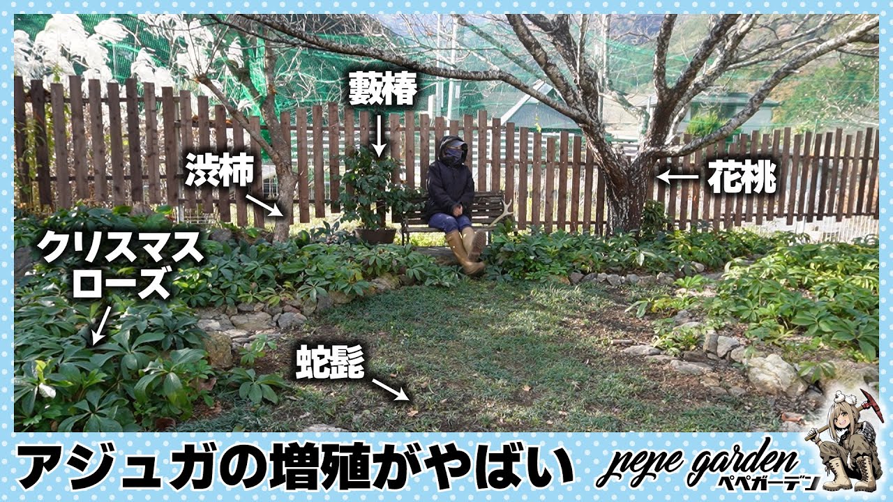 アジュガの侵攻が止まらない…。クリスマスローズ×ロックガーデンの隙間にある「蛇髭」の絨毯が大変なことに！