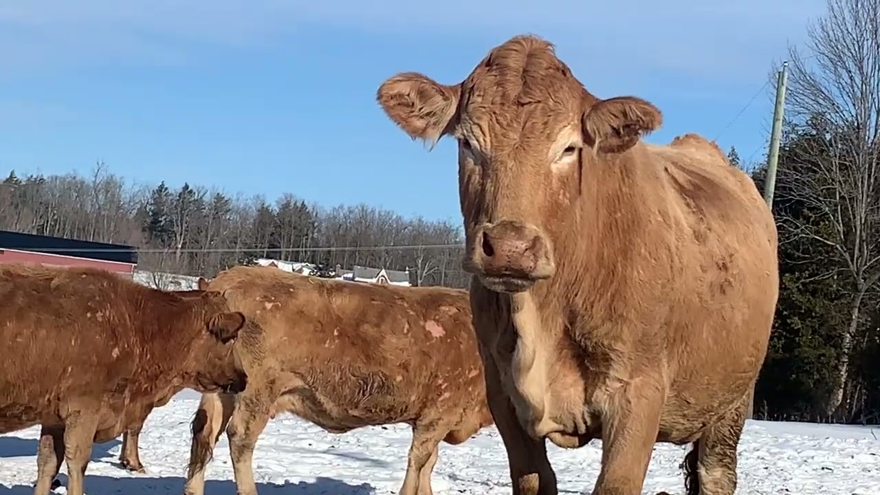 Introducing the newest herd members 