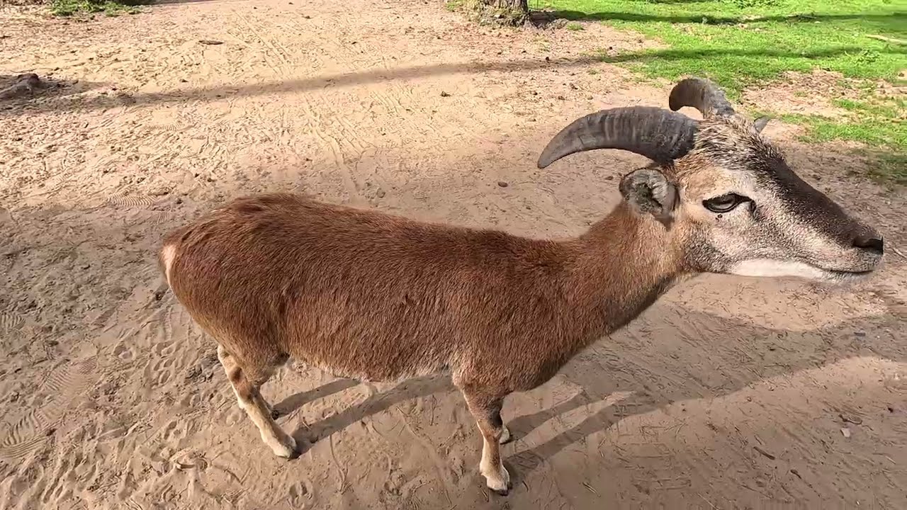 Naturwildpark Granat bei Haltern-Lavesum in 4K