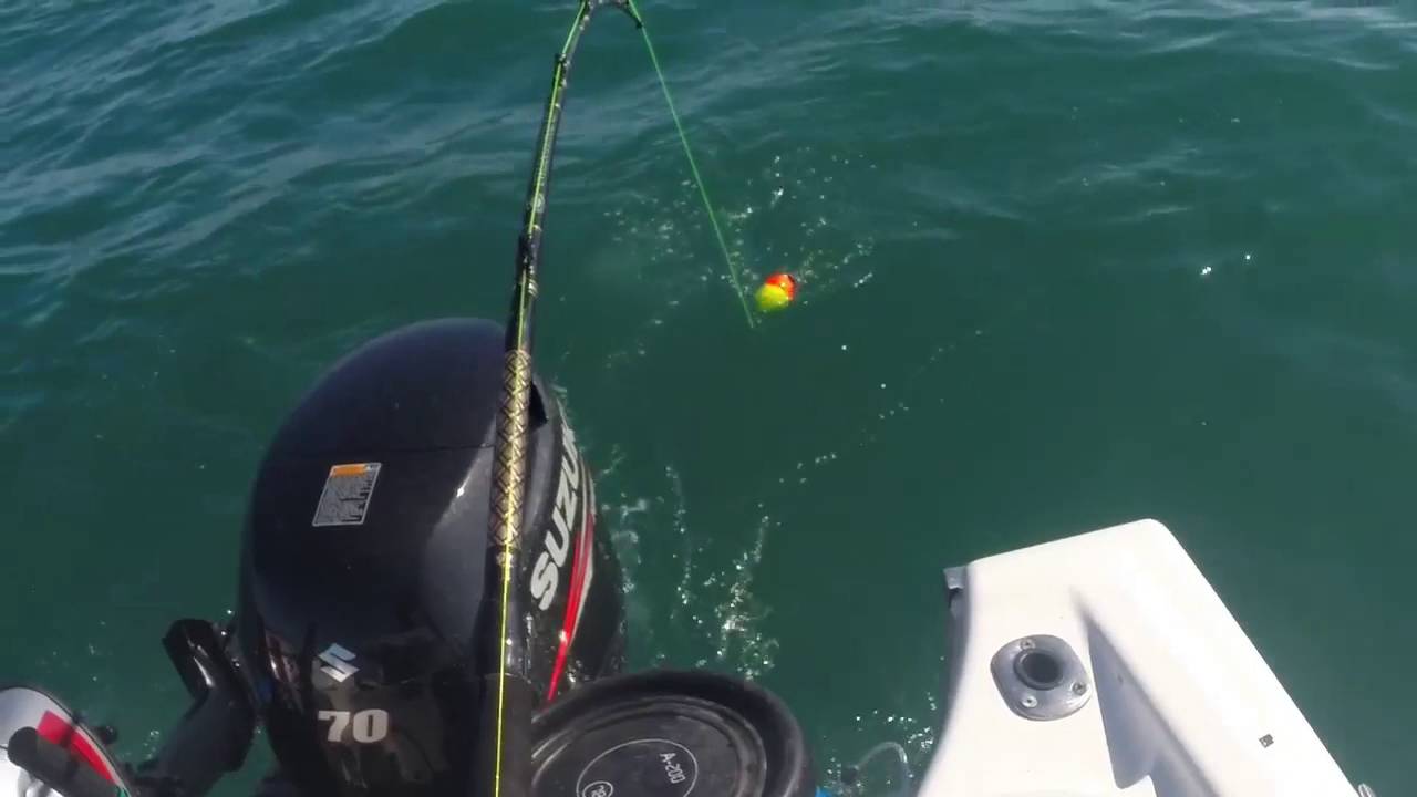UK thresher shark fishing