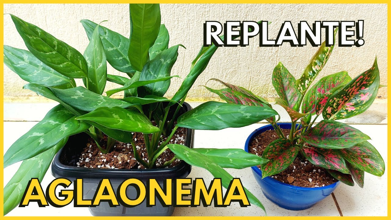 COMO TROCAR A PLANTA AGLAONEMA DE VASO? Aprenda com fazer mudas de Aglaonema através da poda