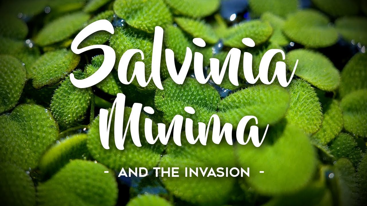 Salvinia Minima Invasion