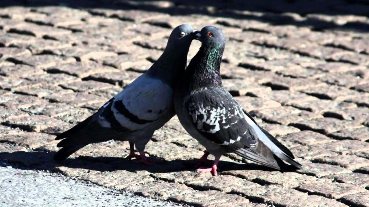 Shumë ma mire mos t'kisha pasë