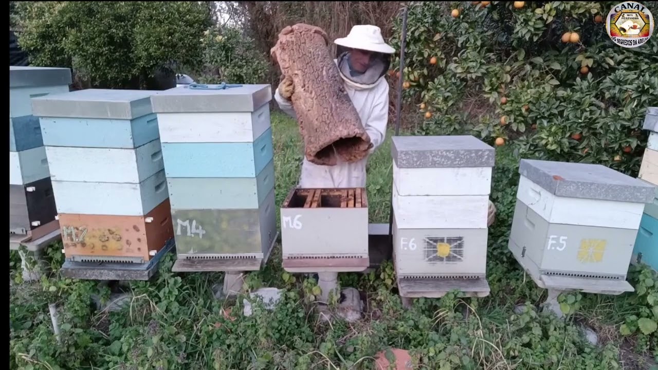 Como Atrair Abelhas para Cortiço #yutube_videos #atrair #abelhas #cortiço@Euclides Santana Santana