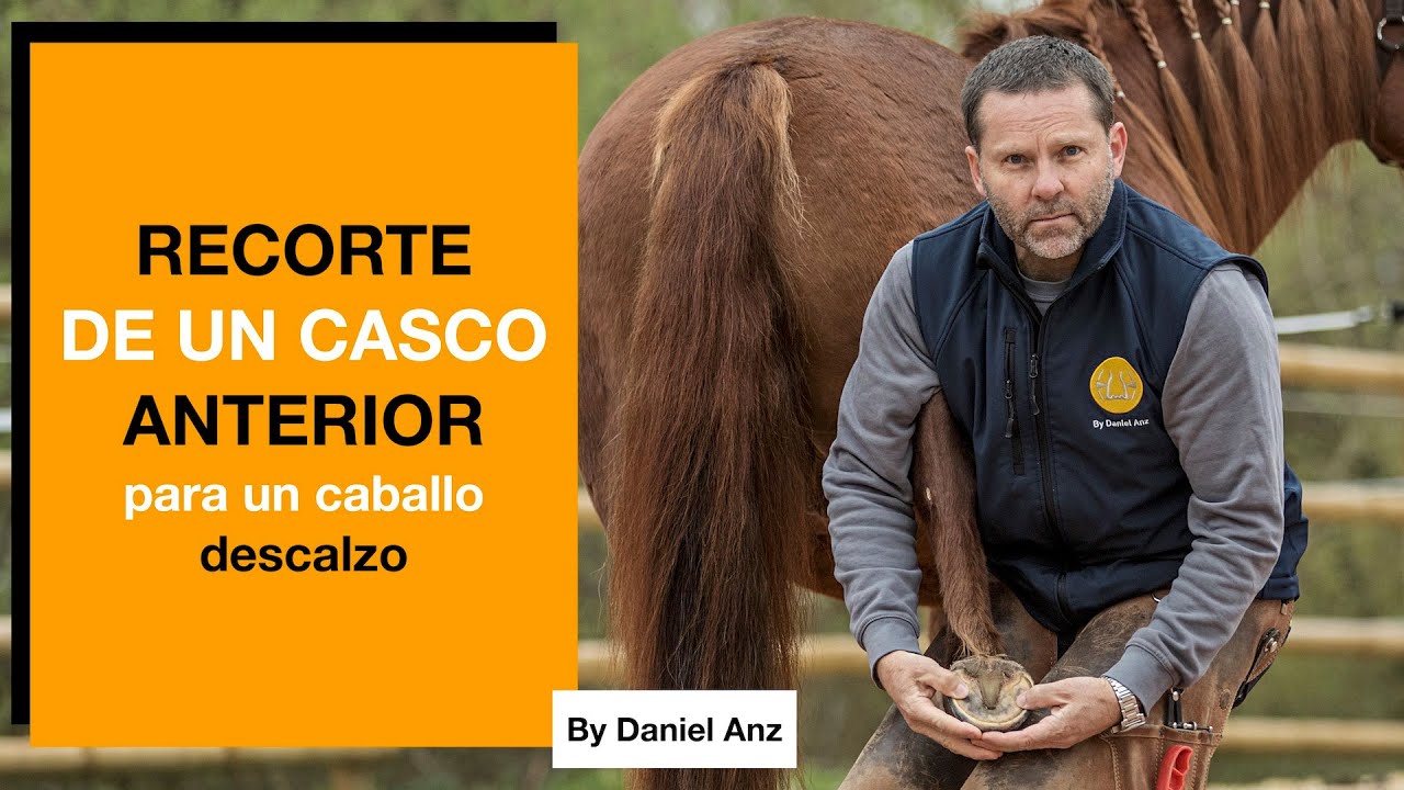 Recorte de un casco anterior para un caballo descalzo