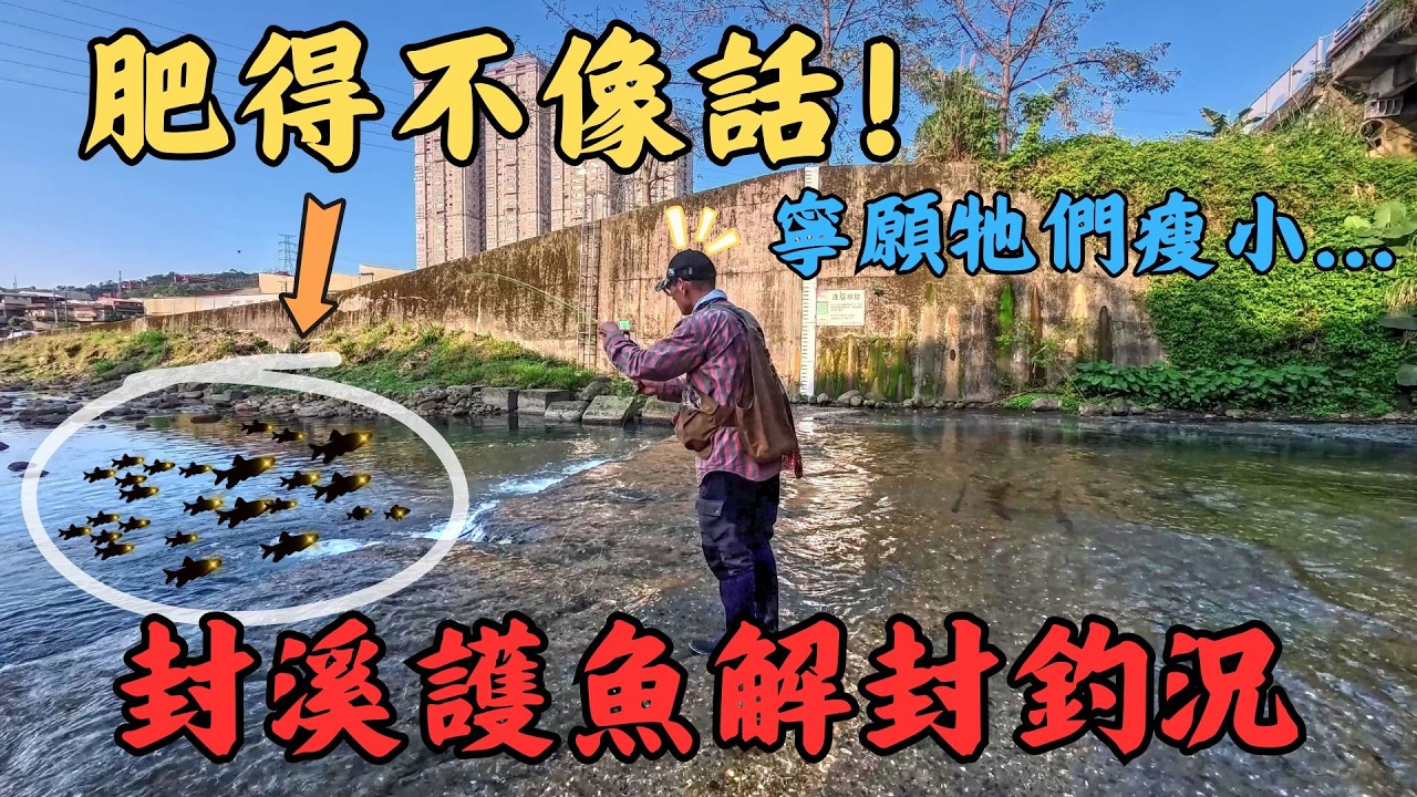 封溪多年開放後「這魚肥得不像話！」？但看著這群汙濁中壯大的肥美闊嘴，我寧願這條溪回歸瘦小與純粹 💔🎣｜Maxcatch｜永裕溯溪鞋｜#fishing #fishinglife #flyfishing