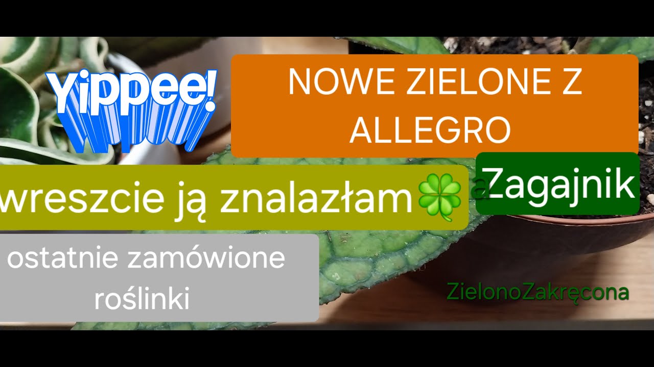 📦💚NOWE ZIELONE Z ALLEGRO #zagajnik - wiele temat&oacute;w i dwie roślinki. Kolejne zakupowe perypetie.