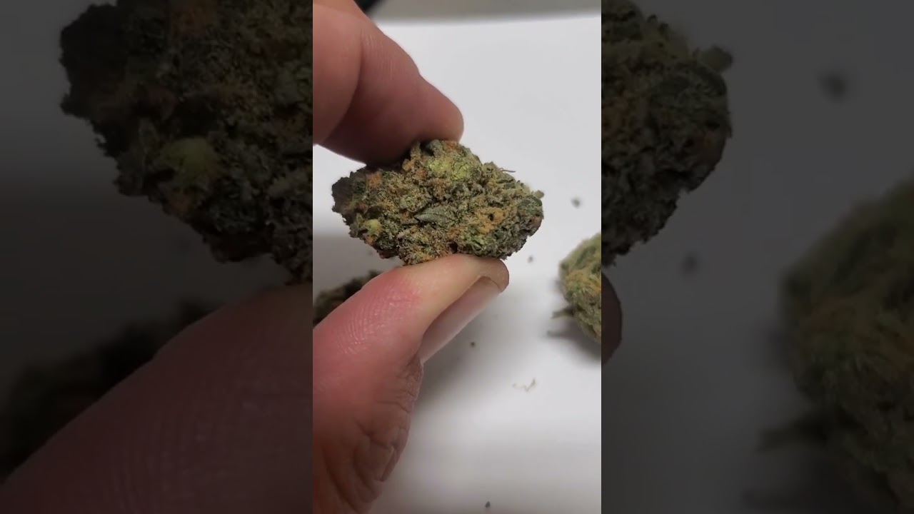 Gelato x High Octane strain review #shorts #stiiizy #viral