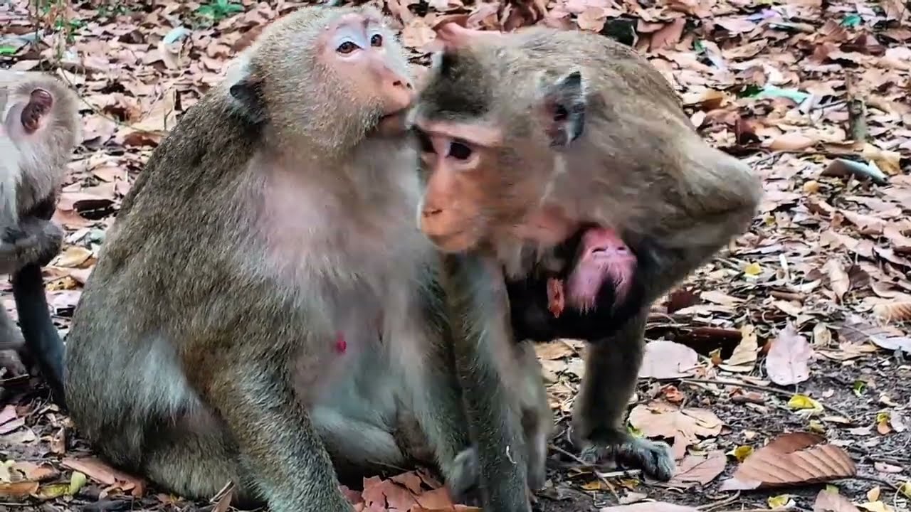 Sweet Monkey Family Bonding With Newborn Baby 🐒❤️